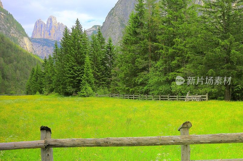 绿草如茵的草地和野花，田园诗般的拉瓦雷多峰，Auronzo di cadore山丘山脉和Puster山谷，戏剧性的天空日出黎明，戏剧性的全景和雄伟的Dolomites，意大利泰洛阿尔卑斯山